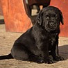 Szczenięta Labrador Retriever