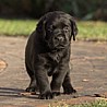 Szczenięta Labrador Retriever