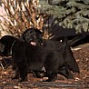 Szczenięta Labrador Retriever