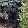 Szczenięta Labrador Retriever