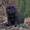 Szczenięta Labrador Retriever