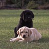 Szczenięta Labrador Retriever