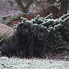 Szczenięta Labrador Retriever