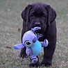 Szczenięta Labrador Retriever