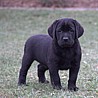 Szczenięta Labrador Retriever