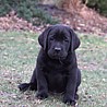 Szczenięta Labrador Retriever