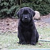 Szczenięta Labrador Retriever