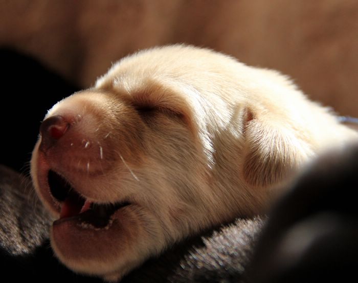 Gallery of puppies