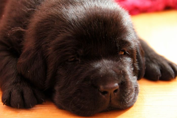 Gallery of puppies
