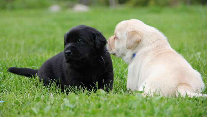 Gallery of puppies