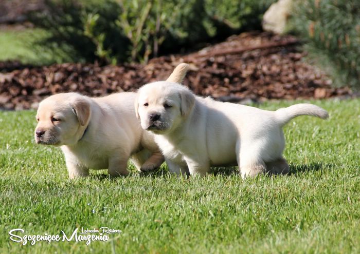 Gallery of puppies