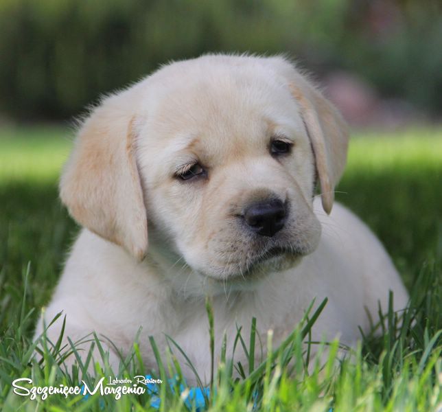 Gallery of puppies