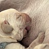 Szczenięta Labrador Retriever