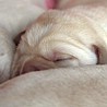 Szczenięta Labrador Retriever