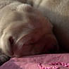 Szczenięta Labrador Retriever