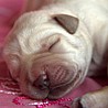 Szczenięta Labrador Retriever