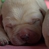 Szczenięta Labrador Retriever