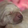 Szczenięta Labrador Retriever