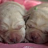 Szczenięta Labrador Retriever