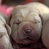 Szczenięta Labrador Retriever