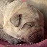 Szczenięta Labrador Retriever