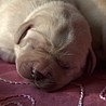 Szczenięta Labrador Retriever