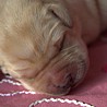 Szczenięta Labrador Retriever
