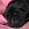 Szczenięta Labrador Retriever