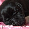 Szczenięta Labrador Retriever