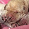 Szczenięta Labrador Retriever