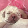 Szczenięta Labrador Retriever