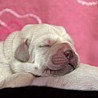 Szczenięta Labrador Retriever