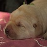 Szczenięta Labrador Retriever