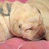 Szczenięta Labrador Retriever