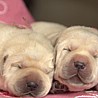 Szczenięta Labrador Retriever