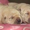 Szczenięta Labrador Retriever