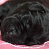 Szczenięta Labrador Retriever