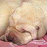 Szczenięta Labrador Retriever