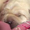 Szczenięta Labrador Retriever