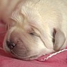 Szczenięta Labrador Retriever