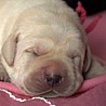 Szczenięta Labrador Retriever