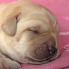 Szczenięta Labrador Retriever