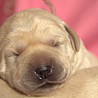 Szczenięta Labrador Retriever