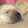 Szczenięta Labrador Retriever