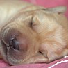 Szczenięta Labrador Retriever