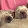 Szczenięta Labrador Retriever