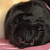 Szczenięta Labrador Retriever