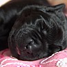 Szczenięta Labrador Retriever