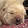 Szczenięta Labrador Retriever