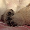 Szczenięta Labrador Retriever